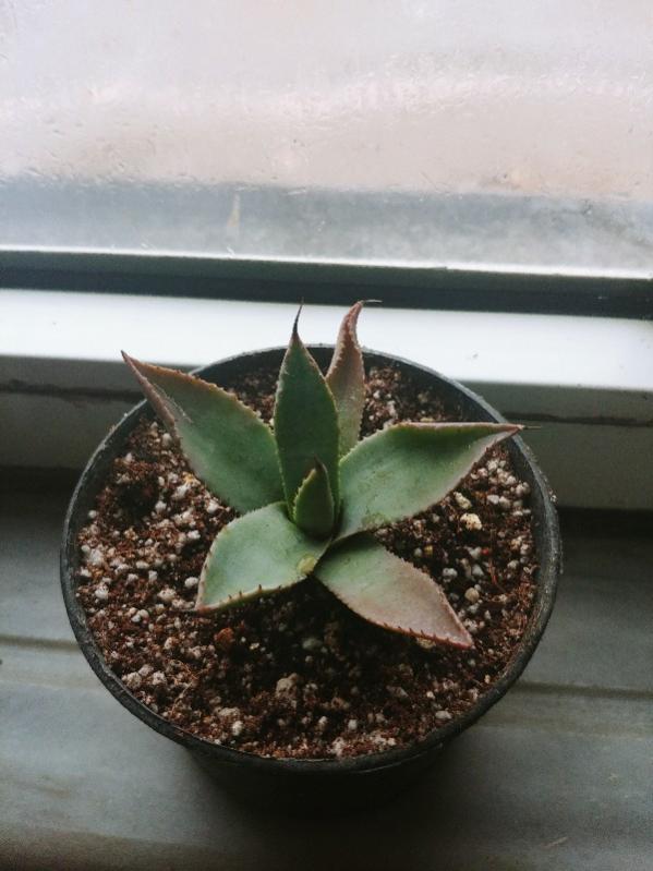 Name:  20190223_153645_HDR-600x800.jpg
Views: 429
Size:  53.8 KB