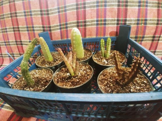 Name:  20190223_154115_HDR-800x600.jpg
Views: 428
Size:  65.6 KB