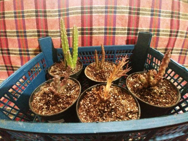 Name:  20190223_154046_HDR-800x600.jpg
Views: 422
Size:  71.4 KB