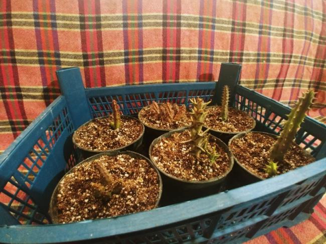 Name:  20190223_154200_HDR-800x600.jpg
Views: 427
Size:  68.1 KB