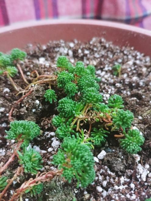 Name:  20190223_154249_HDR-600x800.jpg
Views: 433
Size:  70.6 KB