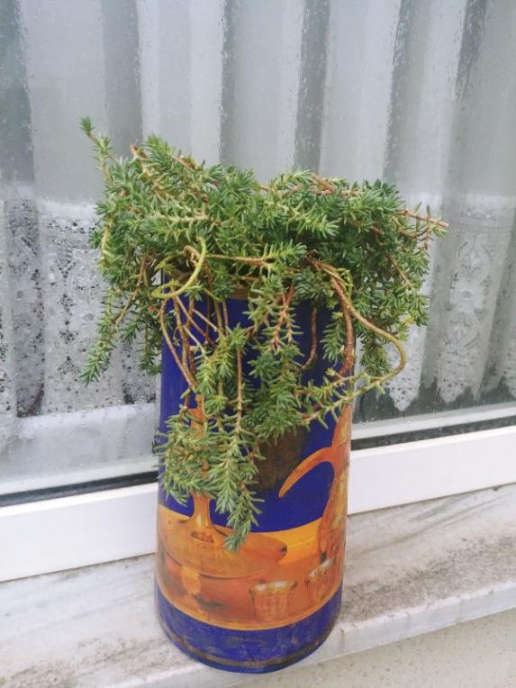 Name:  20190223_160711_HDR-600x800.jpg
Views: 387
Size:  67.3 KB