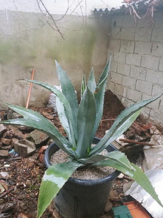 Name:  20190223_160604_HDR-600x800.jpg
Views: 389
Size:  69.2 KB