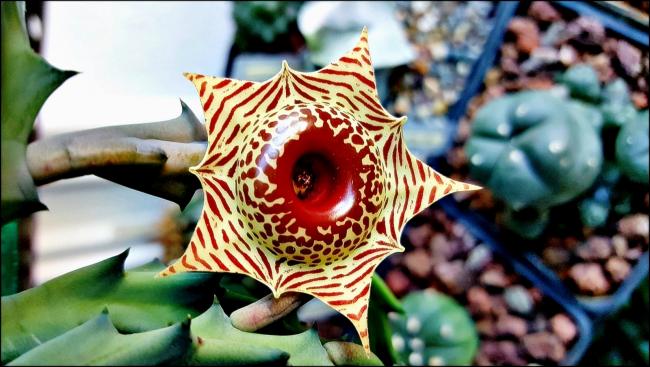 Name:  x (5).jpg
Views: 717
Size:  49.4 KB