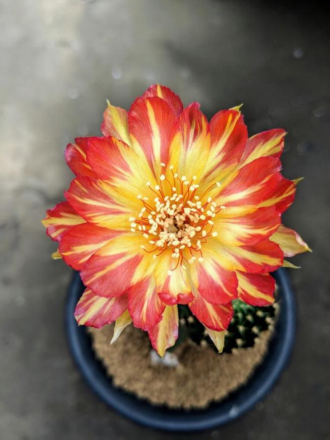 Name:  lobivia bin_n.jpg
Views: 1460
Size:  59.6 KB