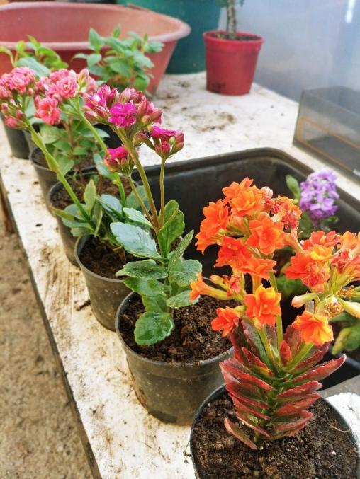 Name:  20190309_171149_HDR-600x800.jpg
Views: 352
Size:  70.3 KB