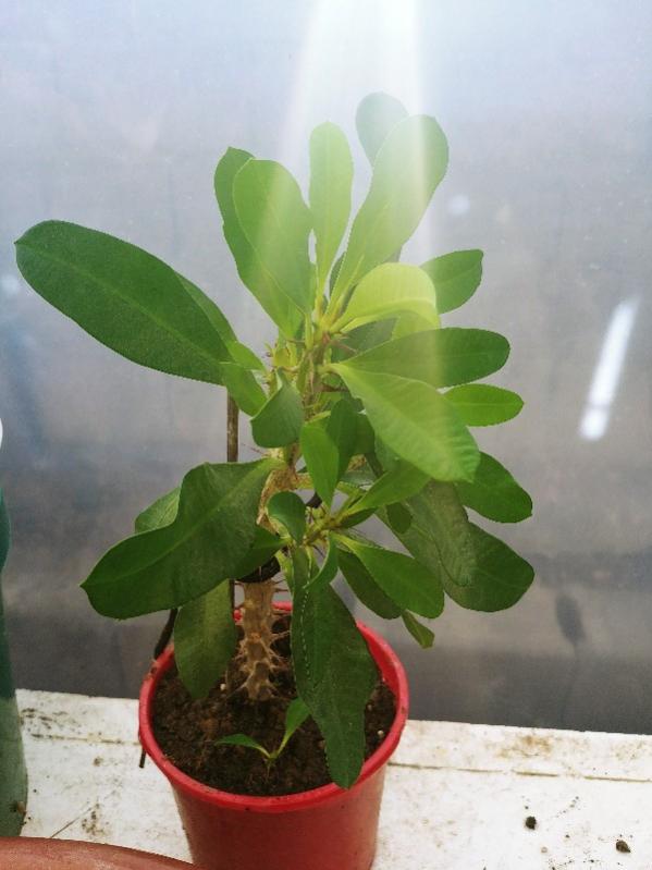 Name:  20190309_171223_HDR-600x800.jpg
Views: 369
Size:  47.8 KB