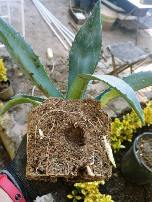 Name:  20190316_131723_HDR-600x800.jpg
Views: 324
Size:  70.2 KB