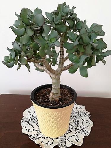 Name:  c. ovata ripple jade.jpg
Views: 634
Size:  37.0 KB