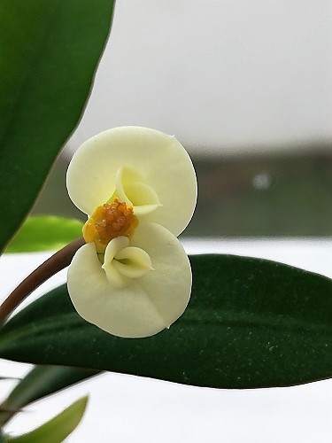 Name:  e.milii1-.jpg
Views: 639
Size:  54.2 KB