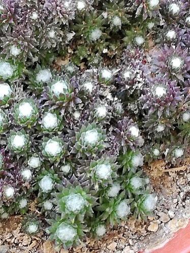 Name:  mini sempervivum-.jpg
Views: 637
Size:  66.7 KB