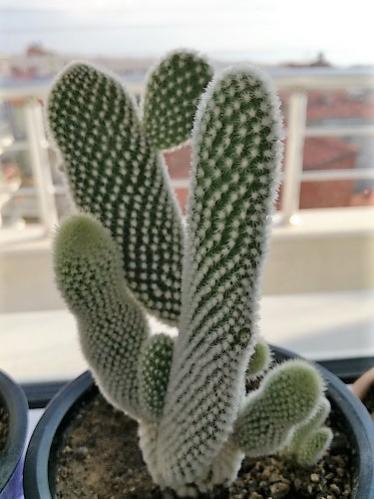 Name:  opuntia-.jpg
Views: 646
Size:  29.7 KB