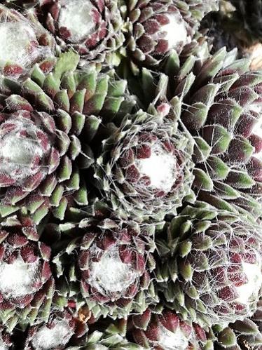 Name:  sempervivum-.jpg
Views: 639
Size:  64.5 KB