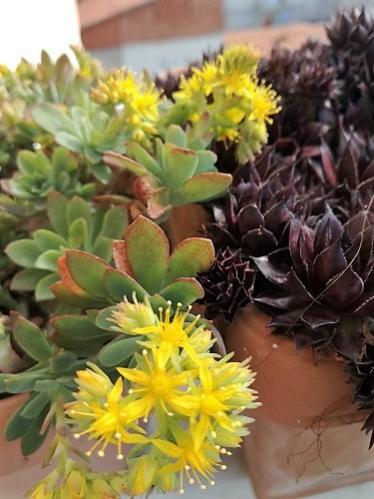 Name:  sedum palmeri.jpg
Views: 663
Size:  33.9 KB