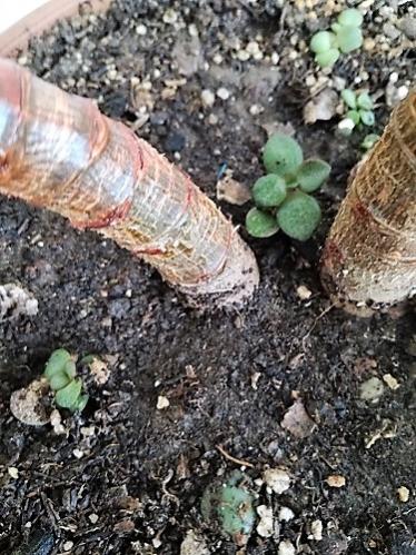 Name:  crassula yavru.jpg
Views: 586
Size:  57.4 KB