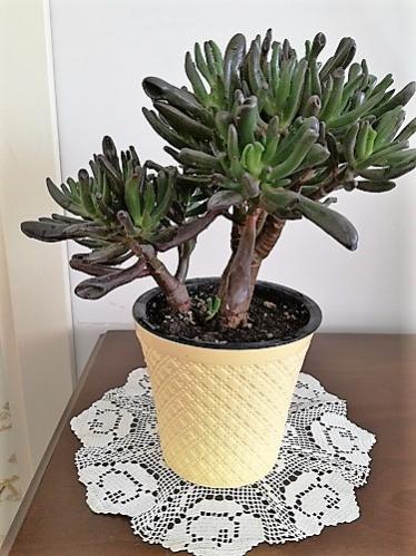 Name:  crassula.jpg
Views: 602
Size:  40.1 KB