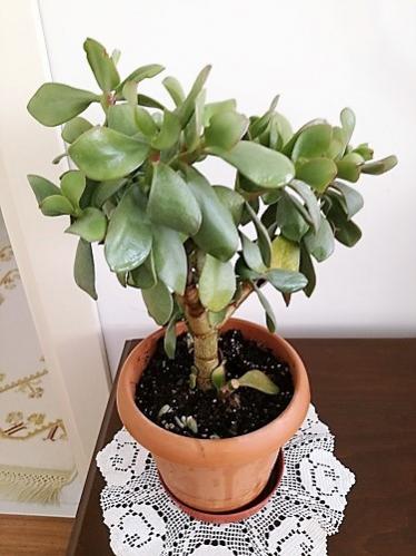 Name:  crassula1.jpg
Views: 595
Size:  33.1 KB