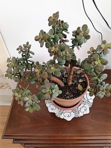 Name:  crassula2.jpg
Views: 575
Size:  37.2 KB