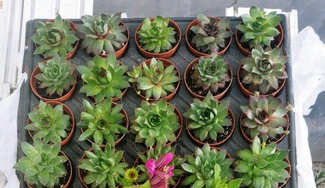 Name:  20190326_174312_HDR-1-800x463.jpg
Views: 306
Size:  57.1 KB