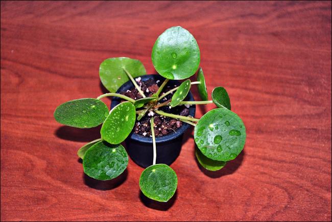 Name:  Pilea Peperomioides (4).jpg
Views: 683
Size:  49.5 KB