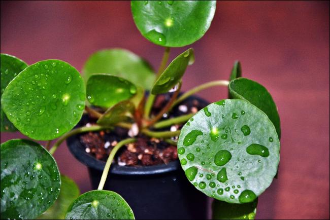 Name:  Pilea Peperomioides (5).jpg
Views: 656
Size:  43.9 KB