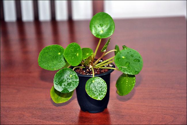 Name:  Pilea Peperomioides (3).jpg
Views: 679
Size:  40.1 KB