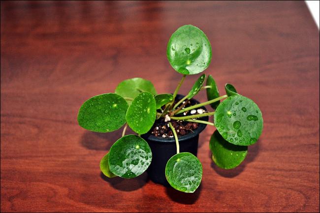 Name:  Pilea Peperomioides (1).jpg
Views: 673
Size:  41.8 KB