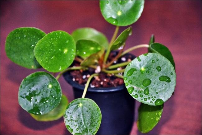Name:  Pilea Peperomioides (6).jpg
Views: 655
Size:  43.3 KB