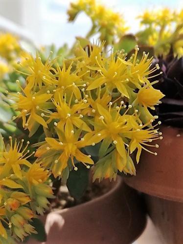 Name:  sedum p1.jpg
Views: 557
Size:  32.6 KB