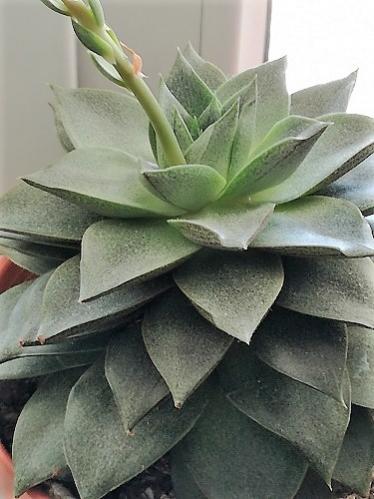 Name:  echeveria p-.jpg
Views: 552
Size:  31.6 KB
