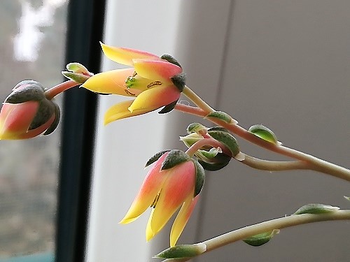 Name:  echeveria p..jpg
Views: 553
Size:  65.1 KB