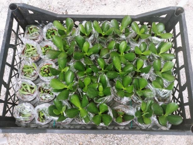 Name:  20190406_130722_HDR-800x600.jpg
Views: 267
Size:  71.0 KB