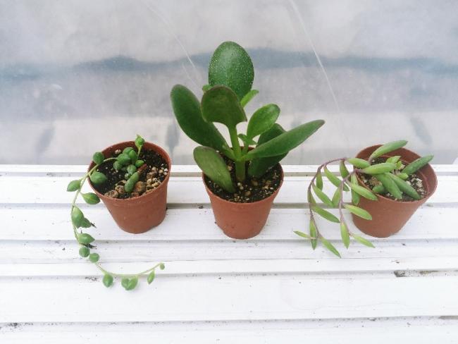 Name:  20190406_130852_HDR-800x600.jpg
Views: 271
Size:  33.7 KB