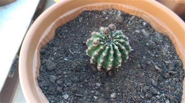 Name:  P_20190421_102229_vHDR_On (600 x 337).jpg
Views: 669
Size:  40.7 KB