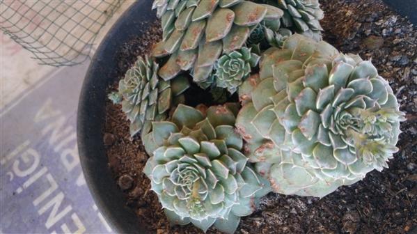 Name:  P_20190421_102056_vHDR_On (600 x 337).jpg
Views: 672
Size:  42.7 KB