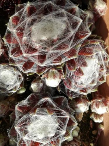Name:  sempervivum a..jpg
Views: 482
Size:  46.9 KB