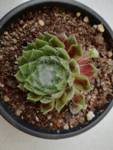 Name:  sempervivum e..jpg
Views: 471
Size:  31.1 KB