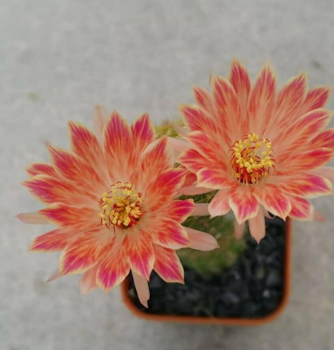 Name:  Lobivia Hybrid.jpg
Views: 898
Size:  40.5 KB