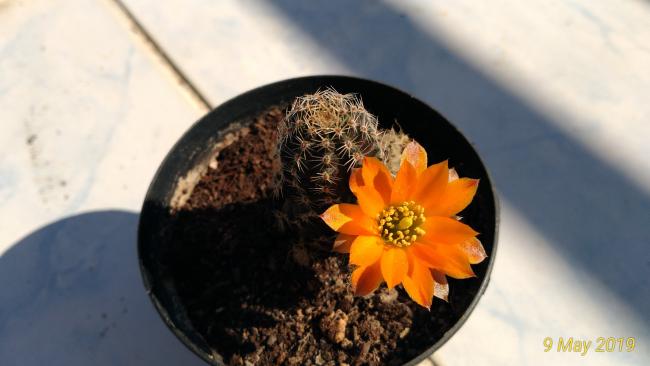 Name:  P_20190509_091020_vHDR_On_p.jpg
Views: 638
Size:  27.7 KB