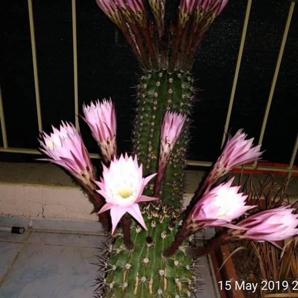 Name:  60784475_10219432202734156_4178545971149406208_n (600 x 600).jpg
Views: 577
Size:  56.6 KB