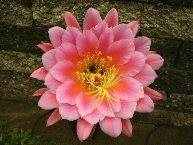 Name:  s-l1600 (6).jpg
Views: 578
Size:  49.3 KB