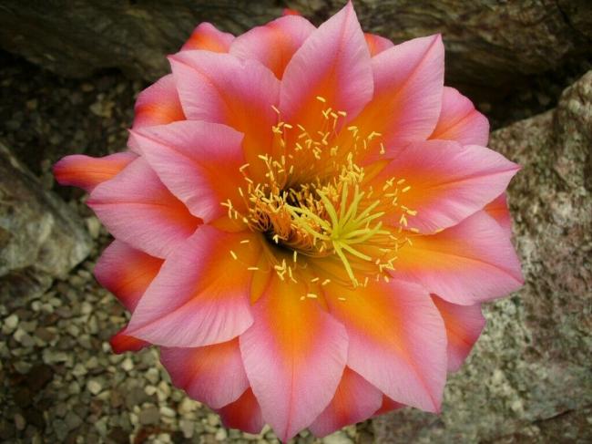 Name:  s-l1600 (4).jpg
Views: 463
Size:  47.2 KB