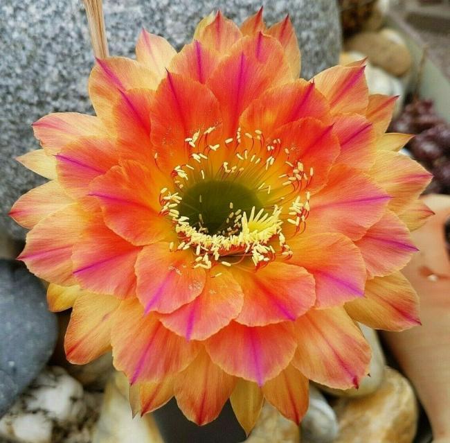 Name:  s-l1600 (1).jpg
Views: 491
Size:  67.0 KB