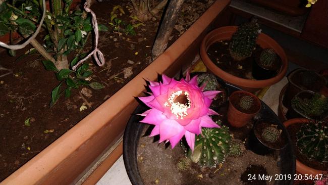 Name:  Pic_2019_05_24_20_54_47.jpg
Views: 441
Size:  45.1 KB