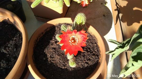 Name:  Pic_2019_05_25_08_00_20 (600 x 337).jpg
Views: 1044
Size:  38.1 KB
