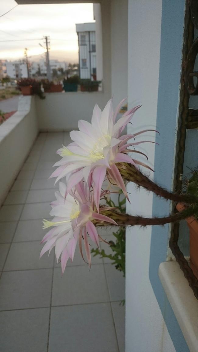 Name:  DSC_3407-1200x2133.jpg
Views: 563
Size:  55.5 KB