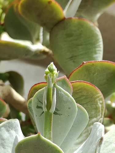Name:  c. orbiculata.jpg
Views: 1136
Size:  62.1 KB