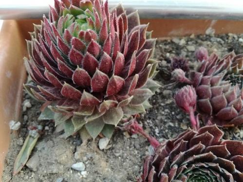 Name:  sempervivum1.jpg
Views: 1229
Size:  41.6 KB