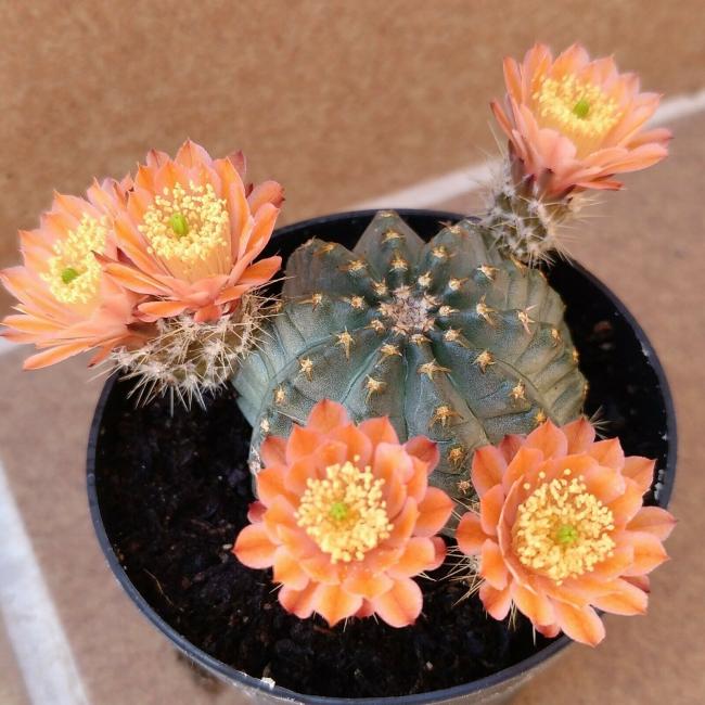 Name:  Echinocereus pulchellus.jpg
Views: 744
Size:  61.9 KB