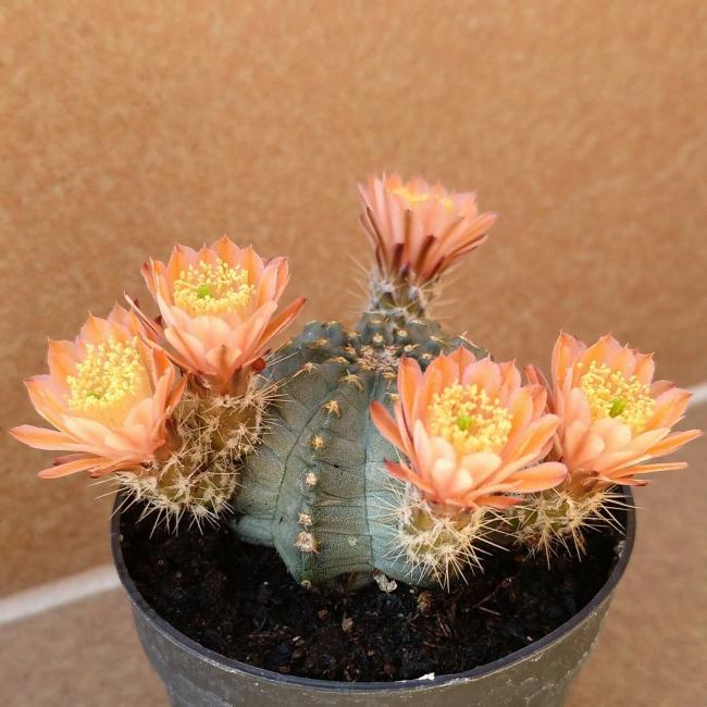 Name:  Echinocereus pulchellust.jpg
Views: 766
Size:  57.4 KB